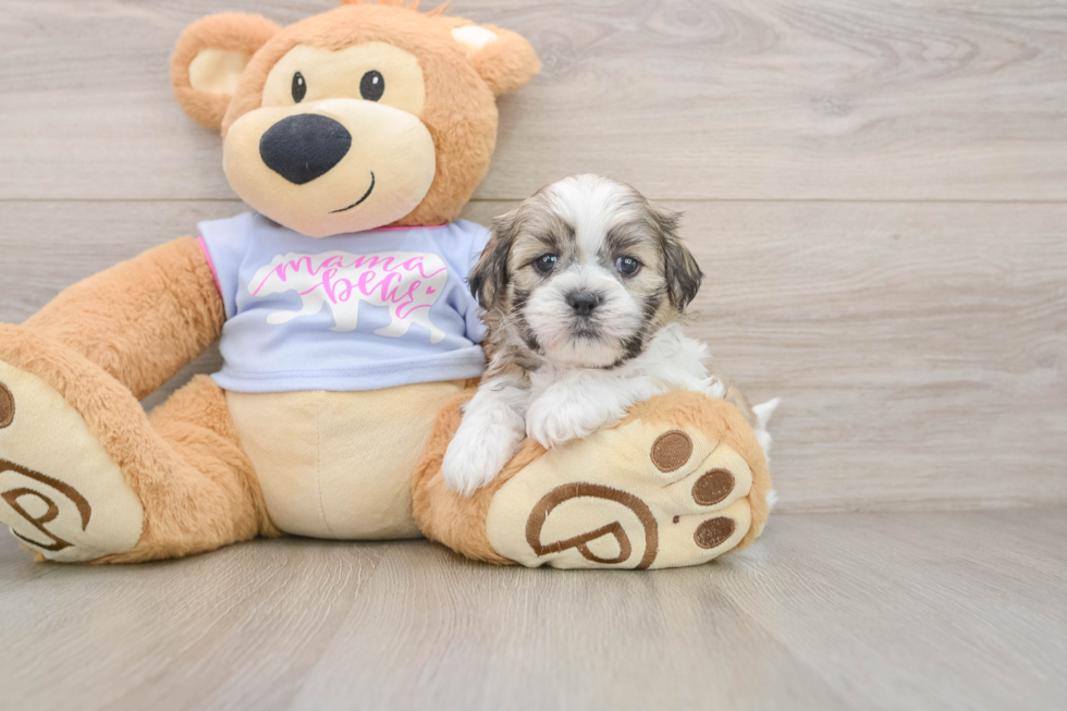 Teddy Bear Pup Being Cute
