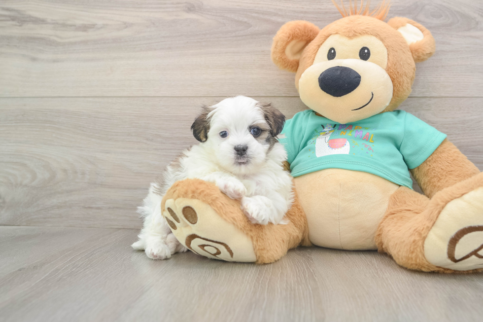 Small Teddy Bear Baby