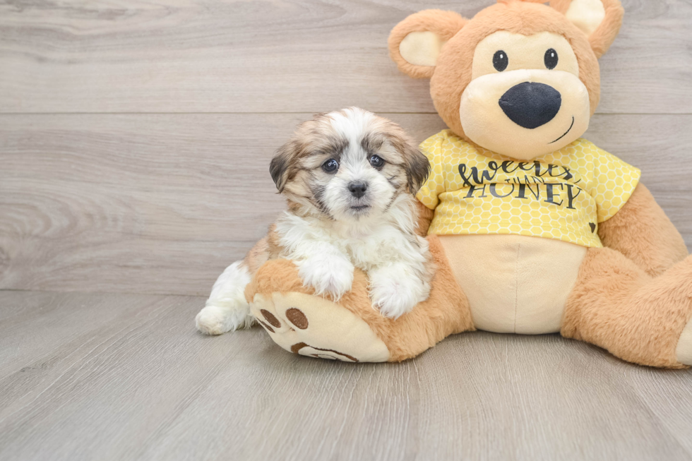 Playful Shitzu Designer Puppy