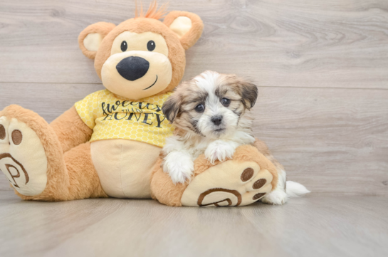 Best Teddy Bear Baby