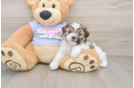 Best Teddy Bear Baby