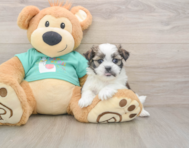 6 week old Teddy Bear Puppy For Sale - Seaside Pups