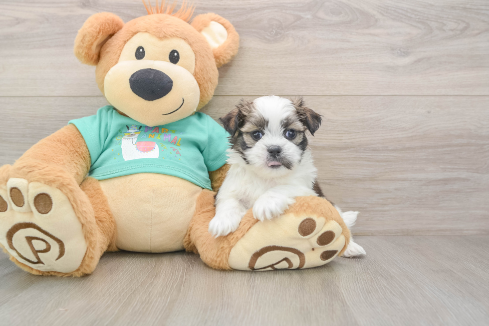 Teddy Bear Puppy for Adoption