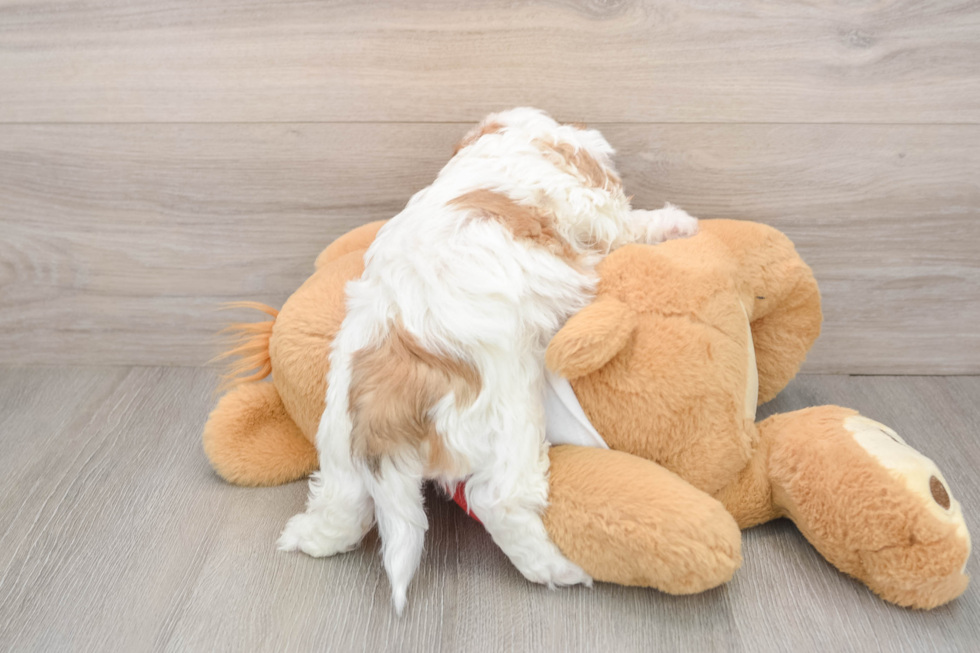 Teddy Bear Puppy for Adoption