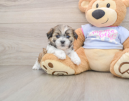 6 week old Teddy Bear Puppy For Sale - Seaside Pups