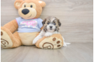 Teddy Bear Puppy for Adoption