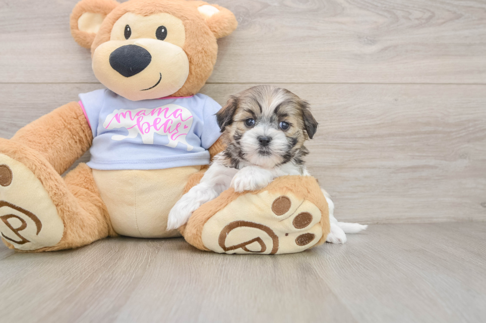 Teddy Bear Puppy for Adoption