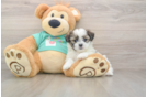 Hypoallergenic Shitzu Designer Puppy