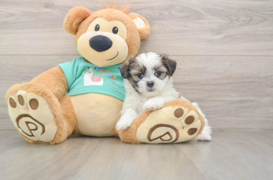 Hypoallergenic Shitzu Designer Puppy