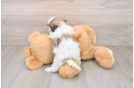 Sweet Teddy Bear Baby