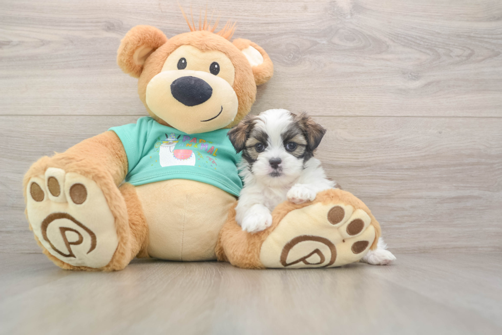 Funny Teddy Bear Designer Pup