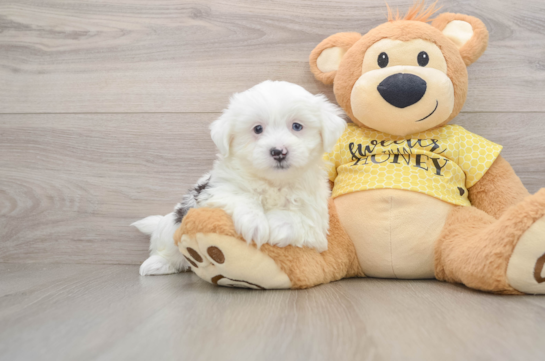 Fluffy Teddy Bear Designer Pup