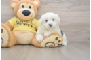 Petite Teddy Bear Designer Pup