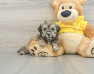 7 week old Teddy Bear Puppy For Sale - Seaside Pups