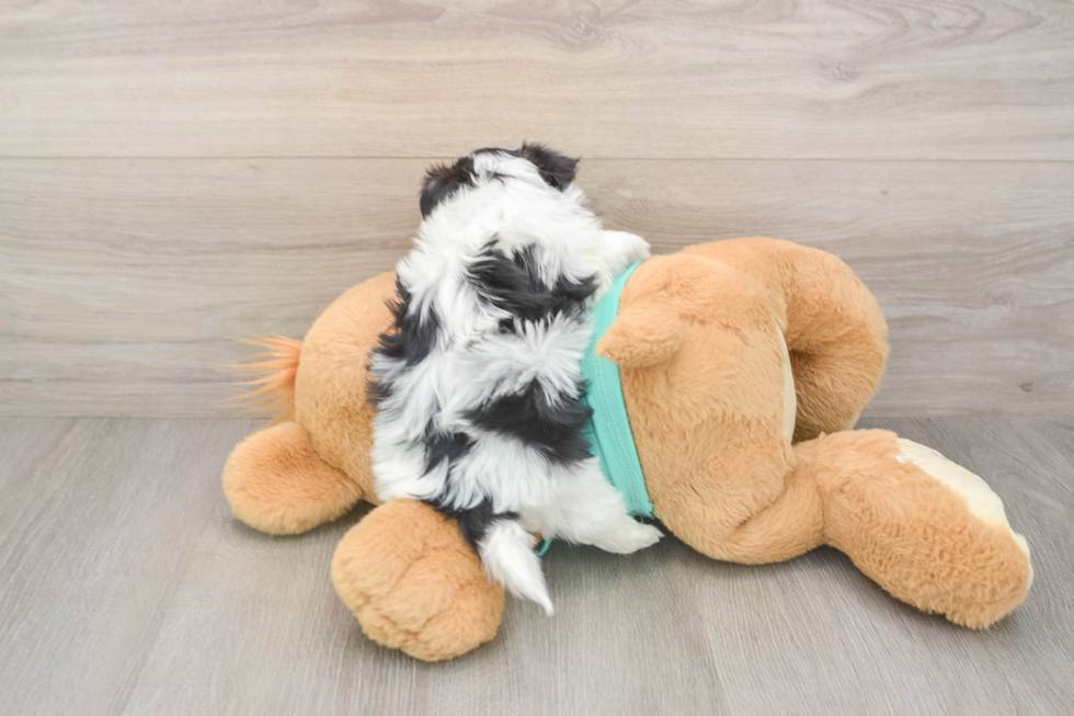 Teddy Bear Puppy for Adoption