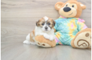 Sweet Teddy Bear Baby