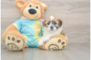 Teddy Bear Pup Being Cute