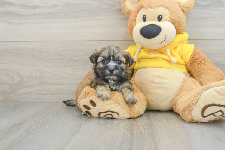 Funny Teddy Bear Designer Pup