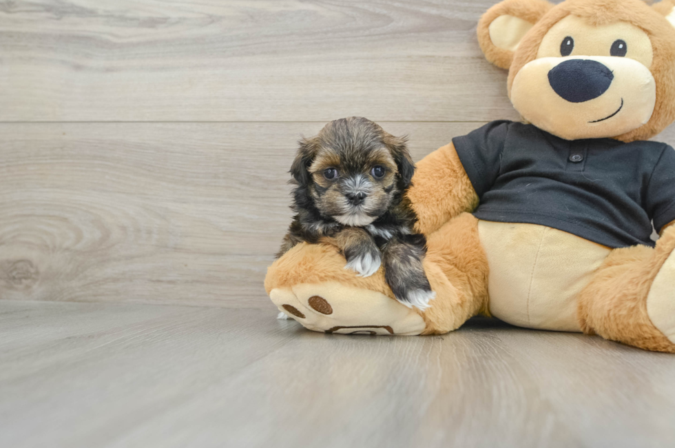 5 week old Teddy Bear Puppy For Sale - Seaside Pups