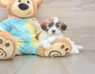 7 week old Teddy Bear Puppy For Sale - Seaside Pups