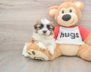 5 week old Teddy Bear Puppy For Sale - Seaside Pups