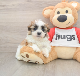 6 week old Teddy Bear Puppy For Sale - Seaside Pups