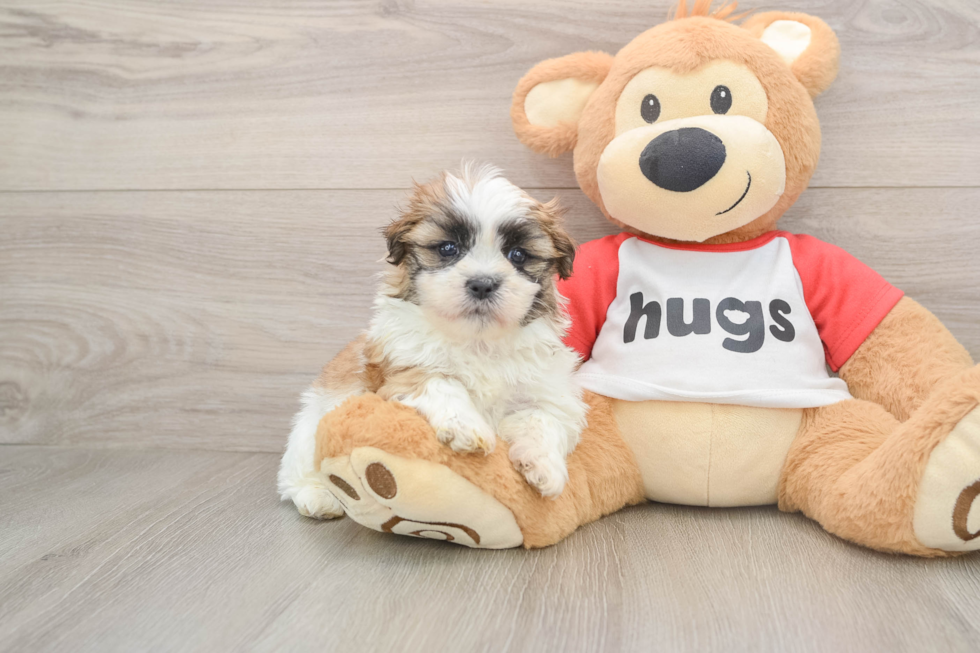 Best Teddy Bear Baby