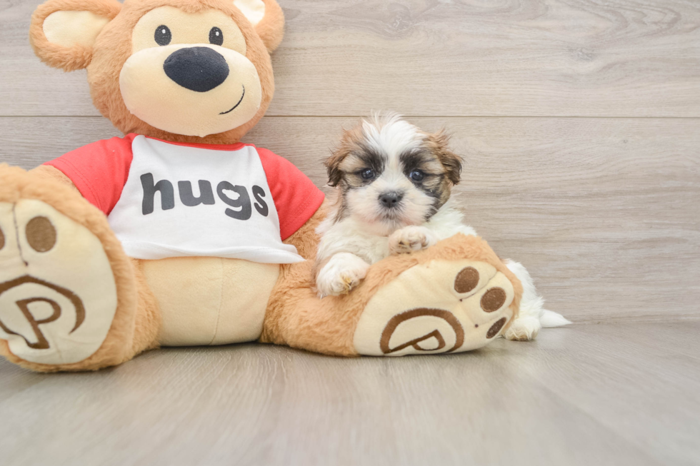 Playful Shi Chon Designer Puppy