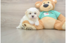 Cute Teddy Bear Baby
