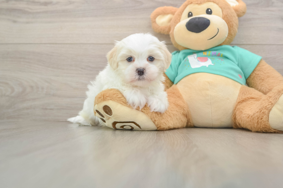 Cute Teddy Bear Baby