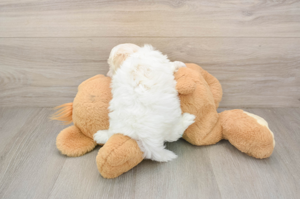 Best Teddy Bear Baby