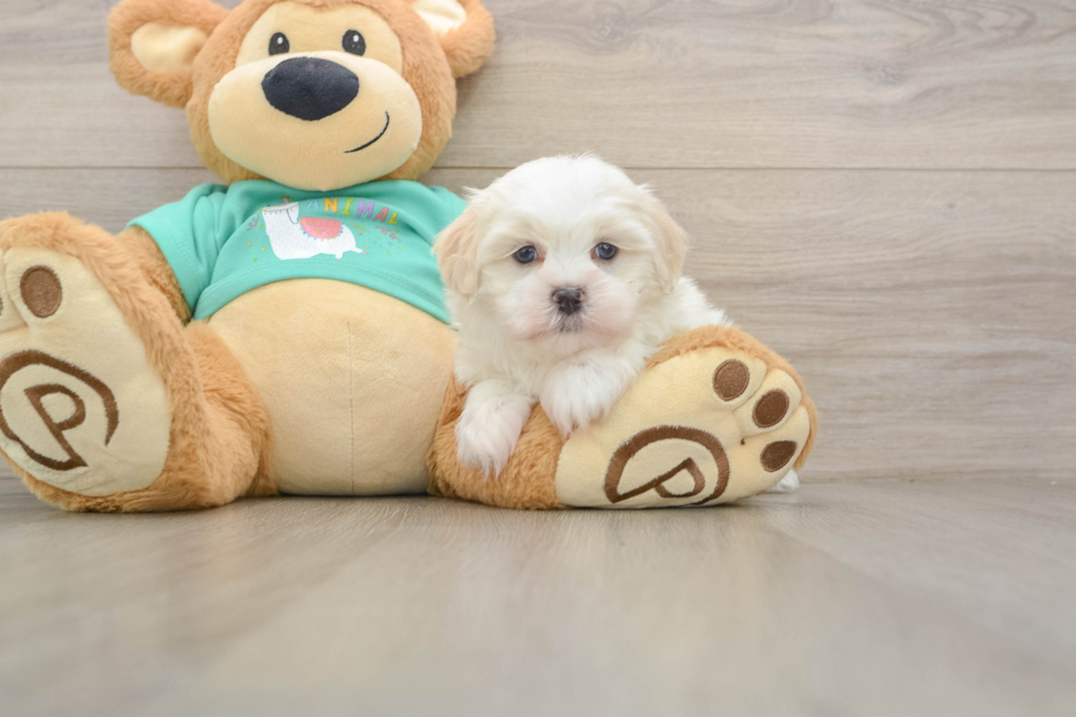 Happy Teddy Bear Baby