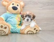 7 week old Teddy Bear Puppy For Sale - Seaside Pups