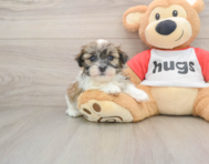 5 week old Teddy Bear Puppy For Sale - Seaside Pups
