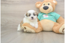 Small Teddy Bear Baby