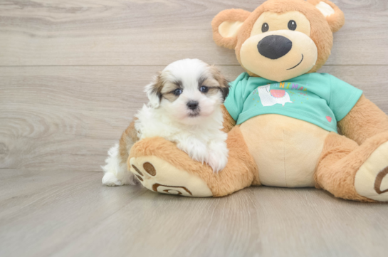 Small Teddy Bear Baby