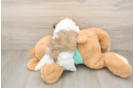Teddy Bear Puppy for Adoption
