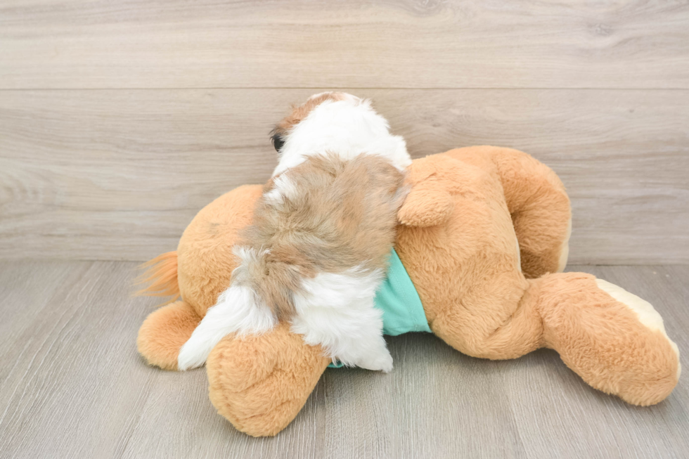 Teddy Bear Puppy for Adoption