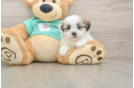 Teddy Bear Pup Being Cute