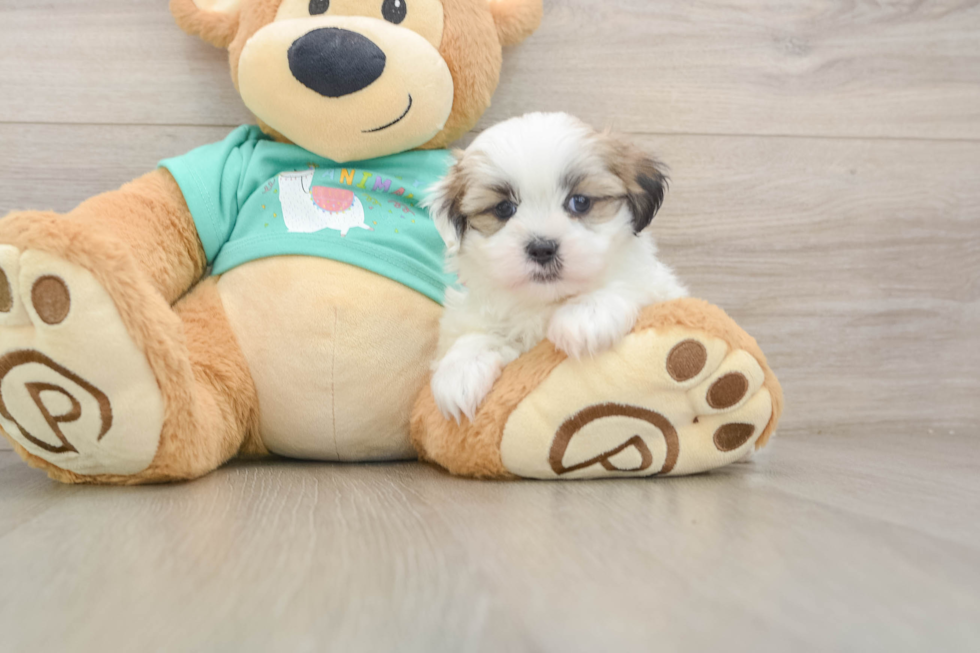 Teddy Bear Pup Being Cute