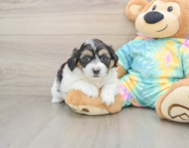 7 week old Teddy Bear Puppy For Sale - Seaside Pups