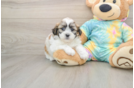 Fluffy Teddy Bear Designer Pup