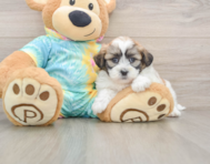7 week old Teddy Bear Puppy For Sale - Seaside Pups