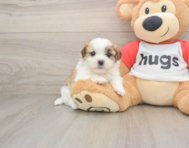 5 week old Teddy Bear Puppy For Sale - Seaside Pups
