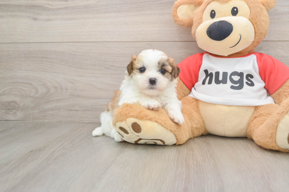 Friendly Teddy Bear Baby