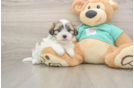 Best Teddy Bear Baby