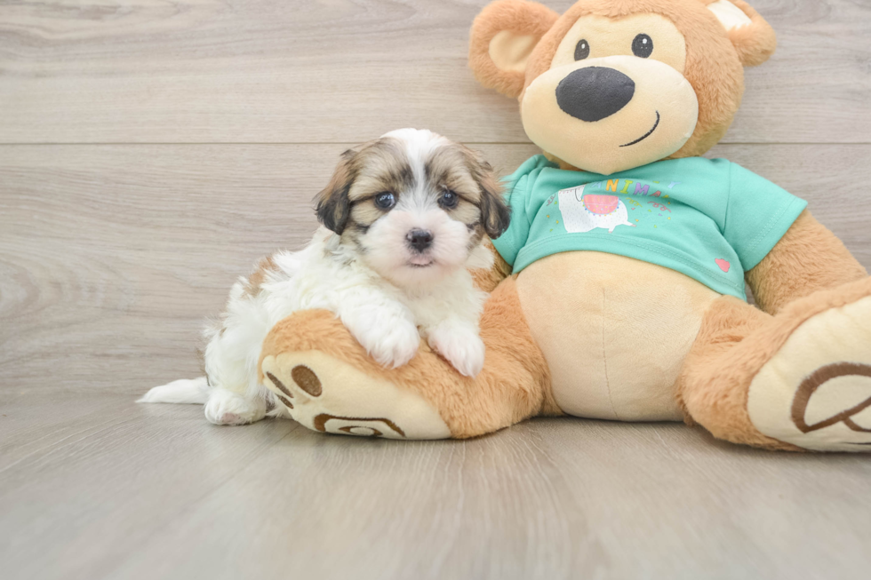 Best Teddy Bear Baby
