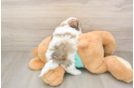 Teddy Bear Pup Being Cute