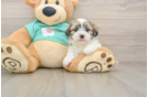 Small Teddy Bear Baby