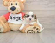 6 week old Teddy Bear Puppy For Sale - Seaside Pups